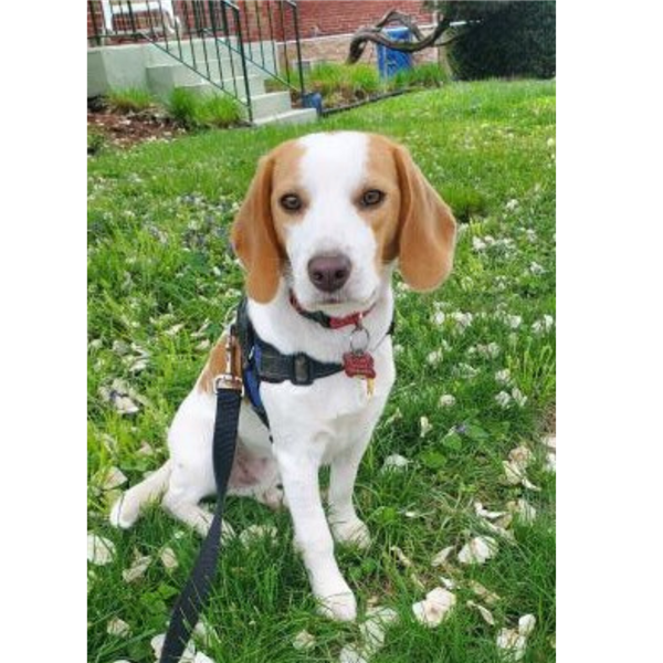 /Images/uploads/Mid County Chamber of Commerce/pet-mayor-2022/entries/24639thumb.png